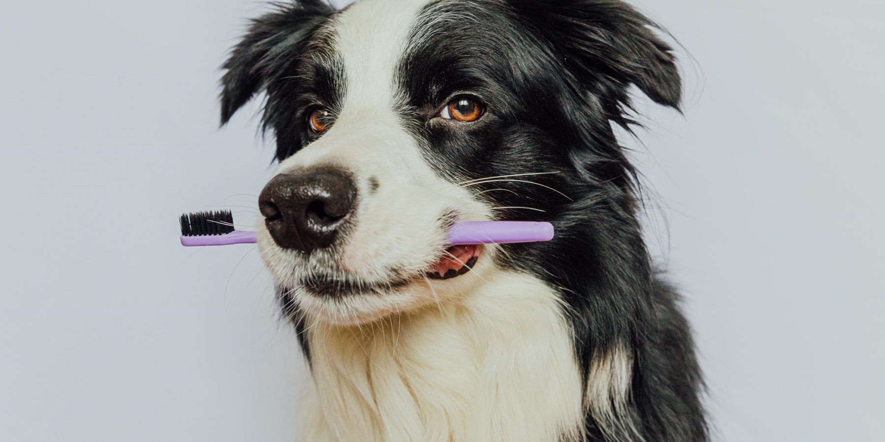 Chew On This: Top Dental Chews and Treats for Maintaining Your Dog’s Oral Health