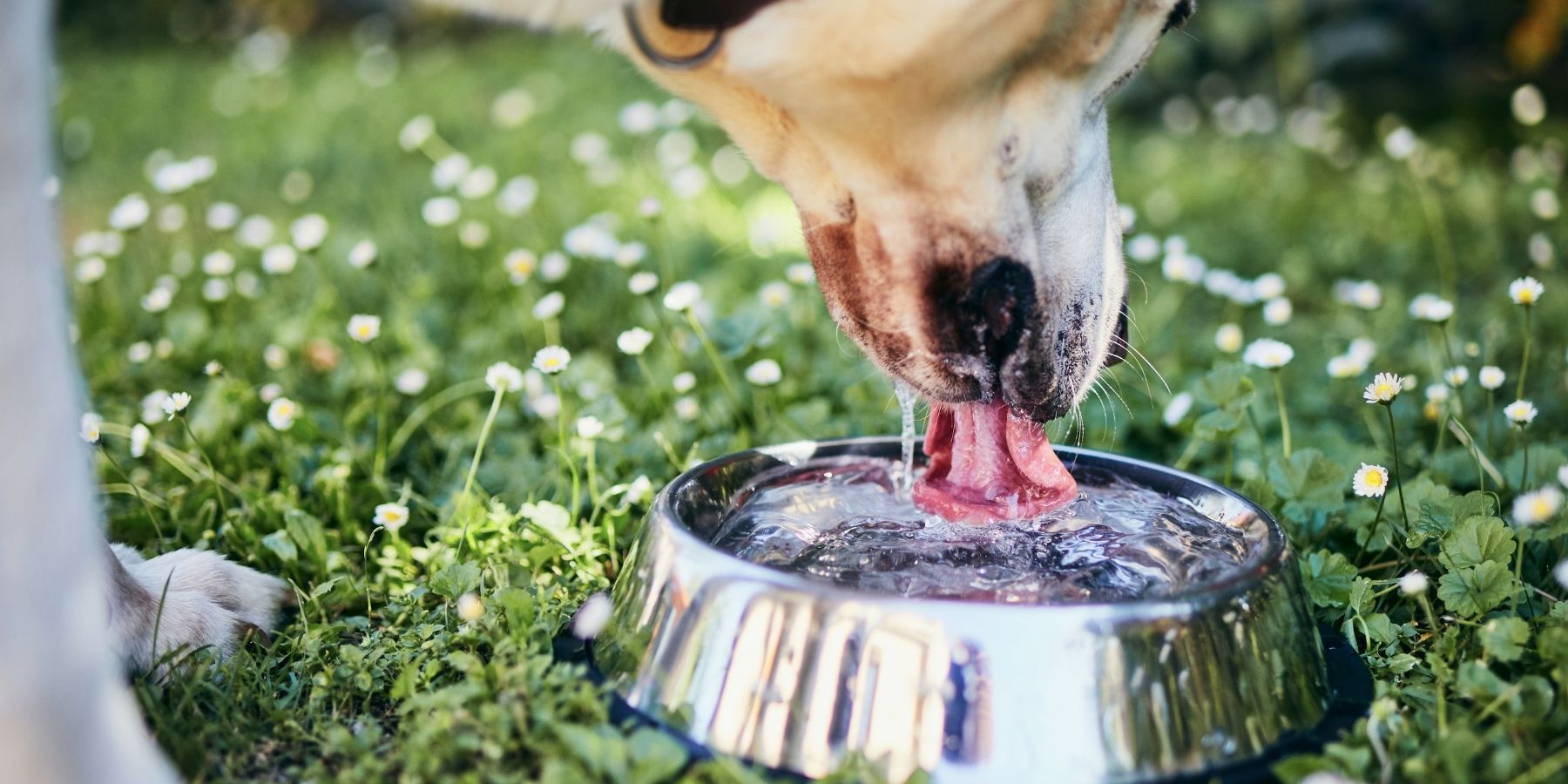 Why Is My Aging Dog Drinking More Water Than Usual?